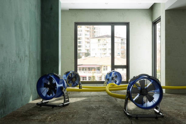Best Mold removal after water damage  in Grafton, WV